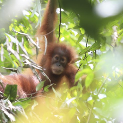 Terroir Indonesia Sumatra Orang Utan