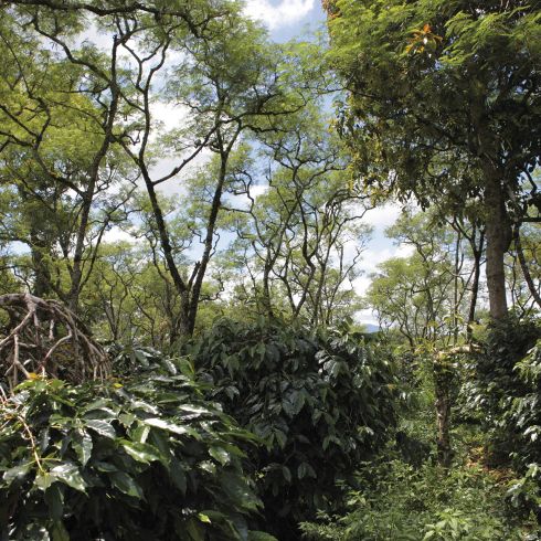 Terroir Indonesia Sumatra Orang Utan