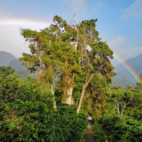 Terroir Panama 2