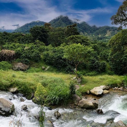 Terroir Panama 3