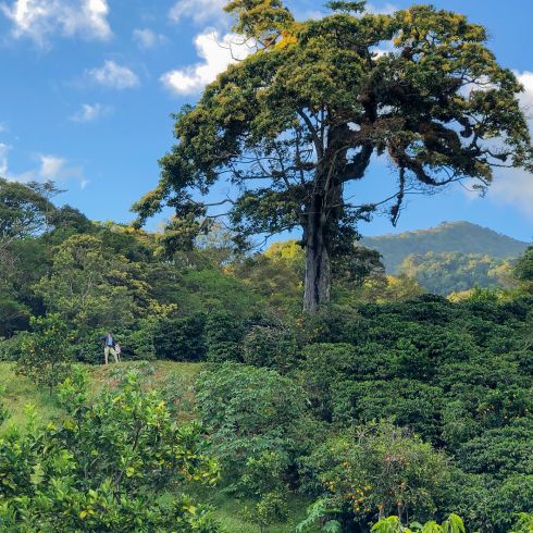 Terroir Panama 4