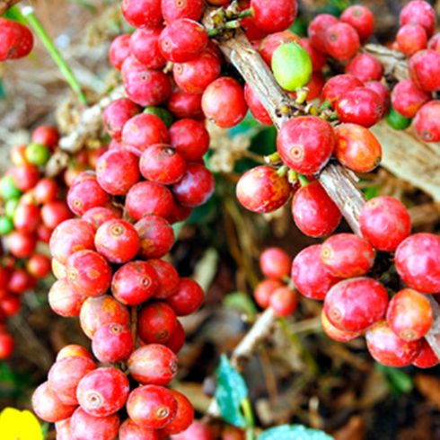 Terroir Tanzania