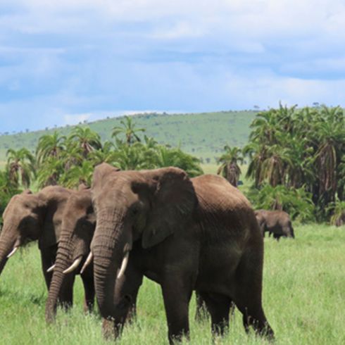 Terroir Tanzania