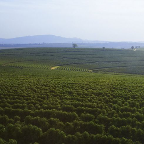 Terroir Brasil Capoeirinha