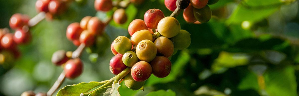 Arabica_Robusta
